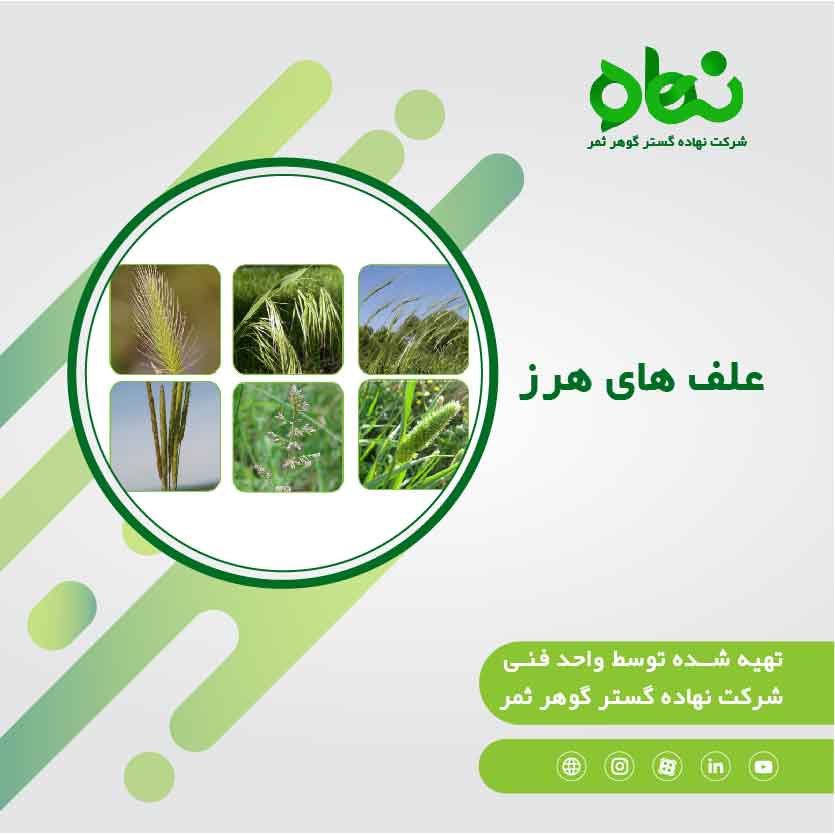 علف های هرز